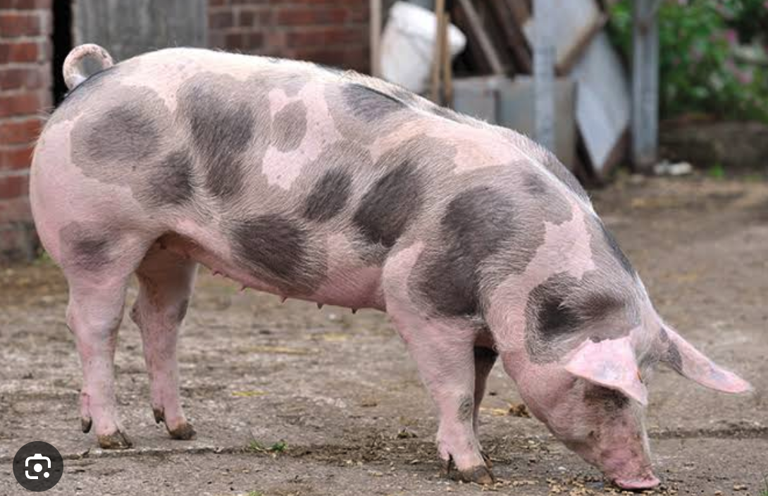 naa koy baboy baligya